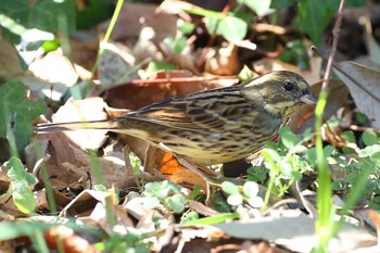 Masked Bunting じゅん菜池緑地(千葉県) Sat, 3/4/2023