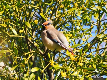 2023年3月4日(土) 秋ヶ瀬公園の野鳥観察記録