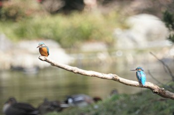 Common Kingfisher 鶴見緑地公園 Fri, 3/3/2023
