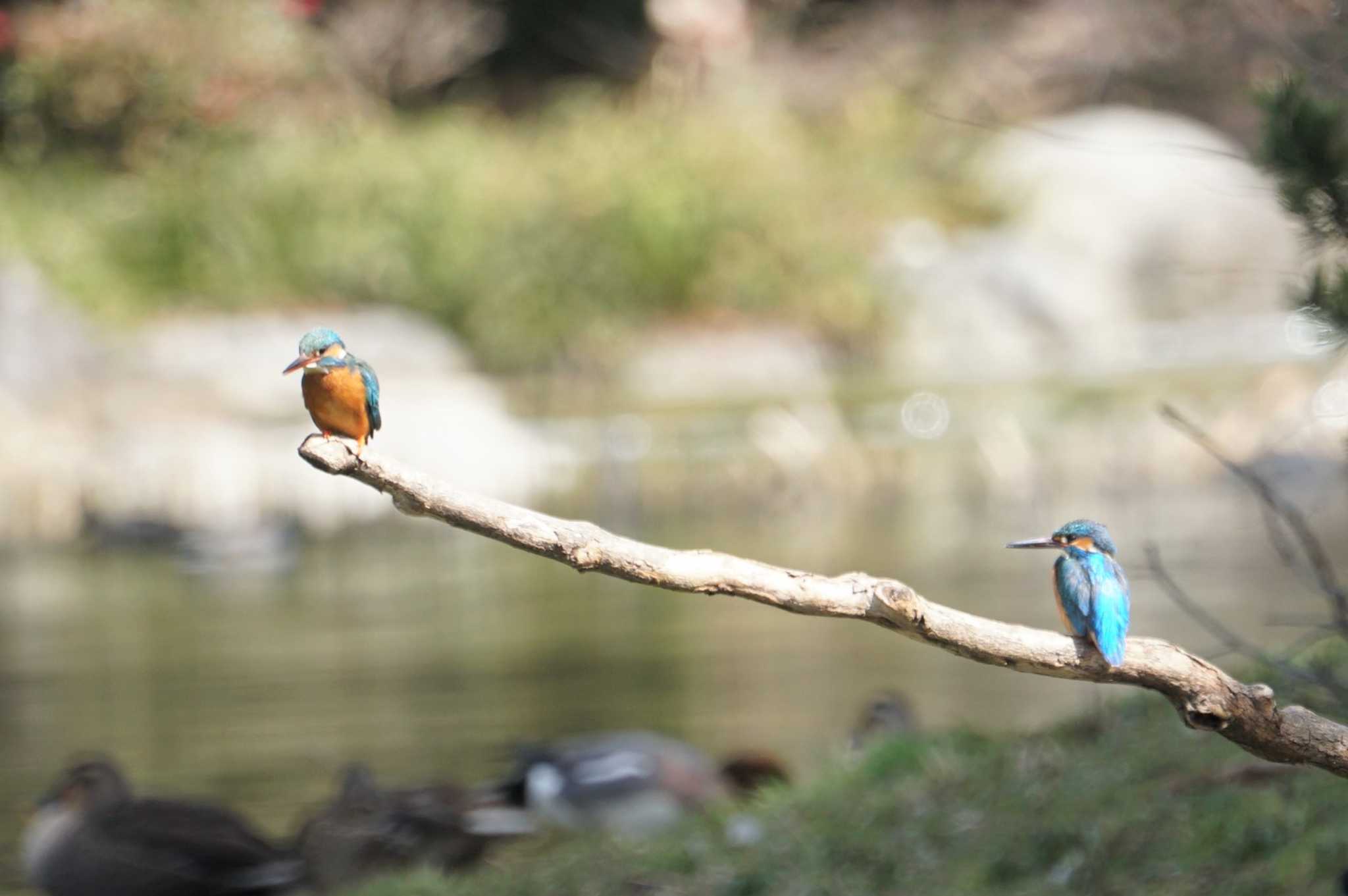 鶴見緑地公園 カワセミの写真 by マル