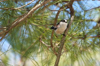 エナガ 鶴見緑地公園 2023年3月3日(金)