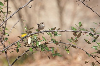 ニシオジロビタキ 鶴見緑地公園 2023年3月3日(金)