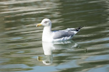 セグロカモメ 鶴見緑地公園 2023年3月3日(金)