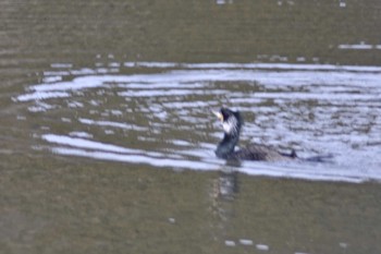 Great Cormorant 山田池公園 Sat, 3/4/2023