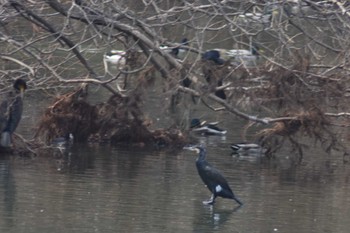 カワウ 山田池公園 2023年3月4日(土)