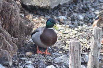 マガモ 山田池公園 2023年3月4日(土)