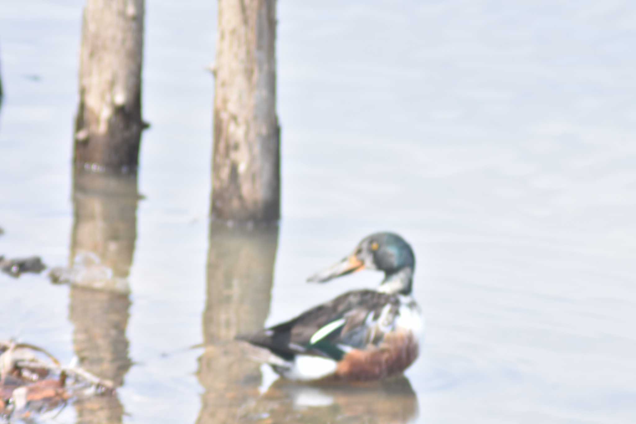 山田池公園 ハシビロガモの写真 by 米谷雅之