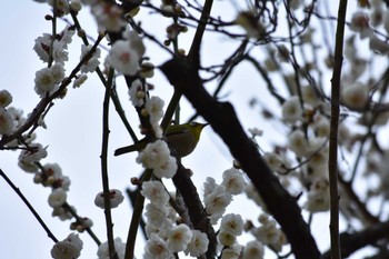 Warbling White-eye 山田池公園 Sat, 3/4/2023