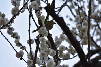 Warbling White-eye 山田池公園 Sat, 3/4/2023