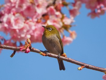 Warbling White-eye 足立区 Sat, 3/4/2023