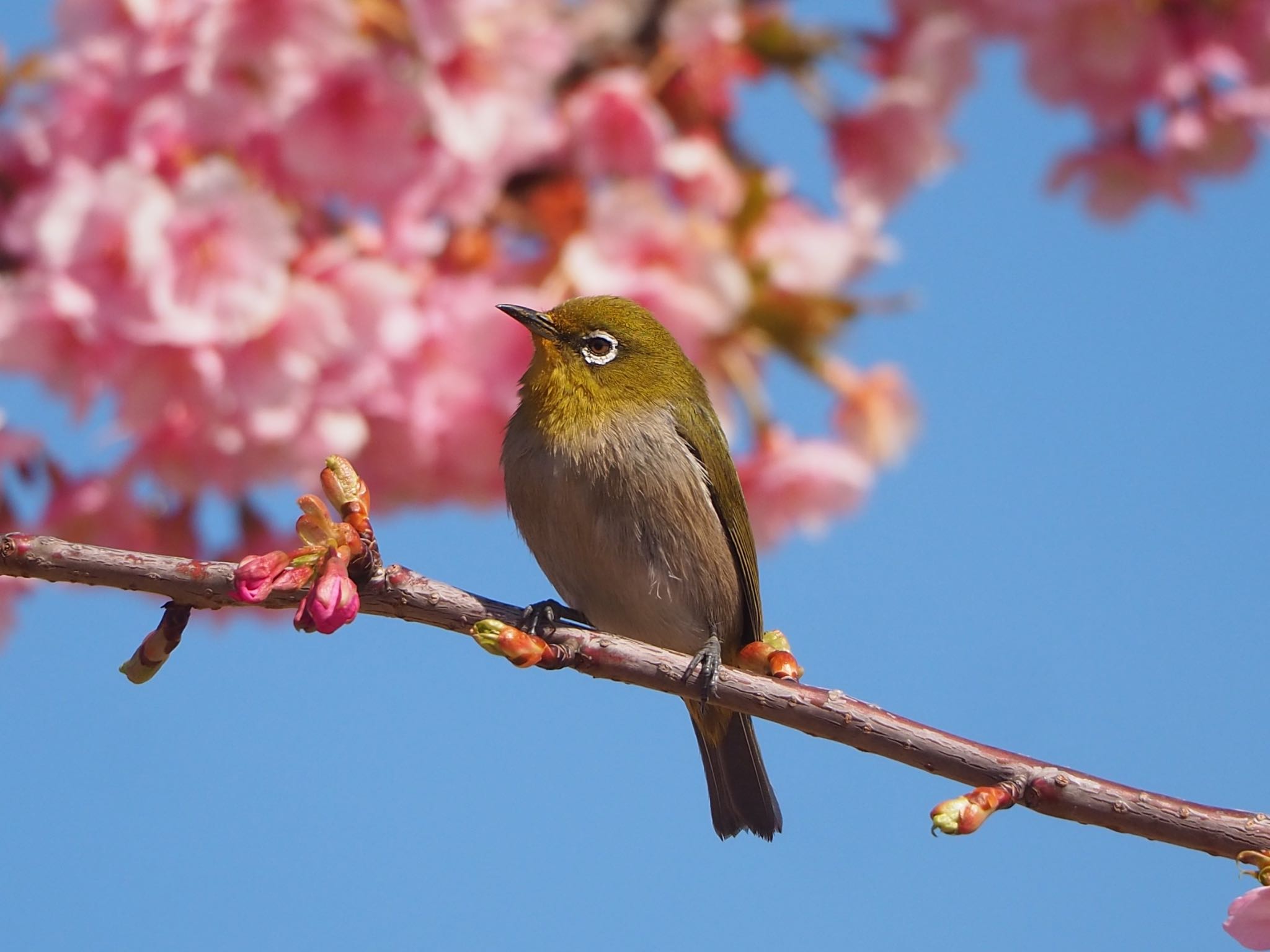 Photo of Warbling White-eye at 足立区 by mk623