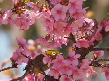 Warbling White-eye 足立区 Sat, 3/4/2023