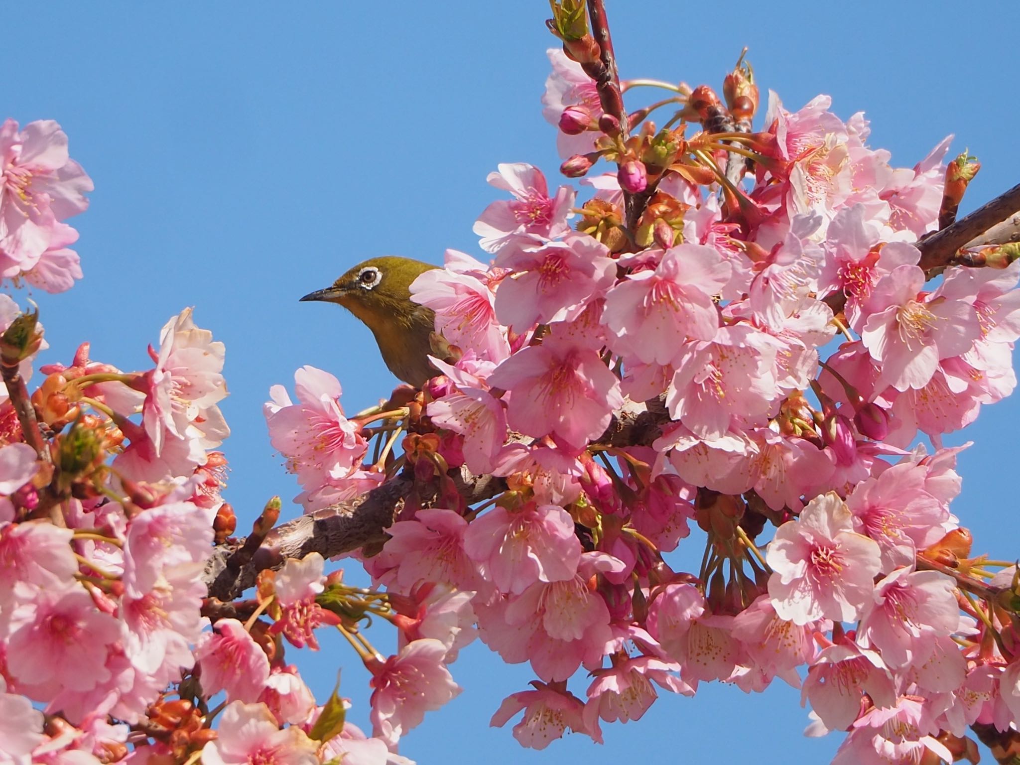 Photo of Warbling White-eye at 足立区 by mk623