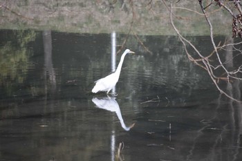 ダイサギ 山田池公園 2023年3月4日(土)