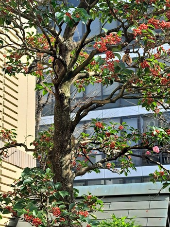 Brown-eared Bulbul 三宮神社 Sat, 3/4/2023