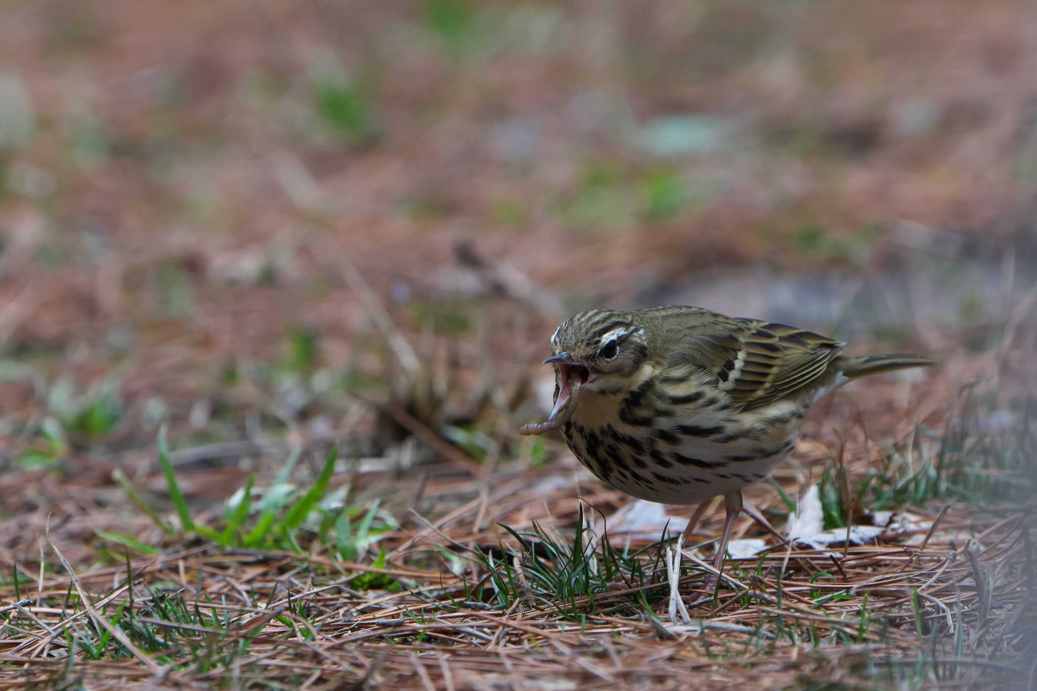 Olive-backed Pipit