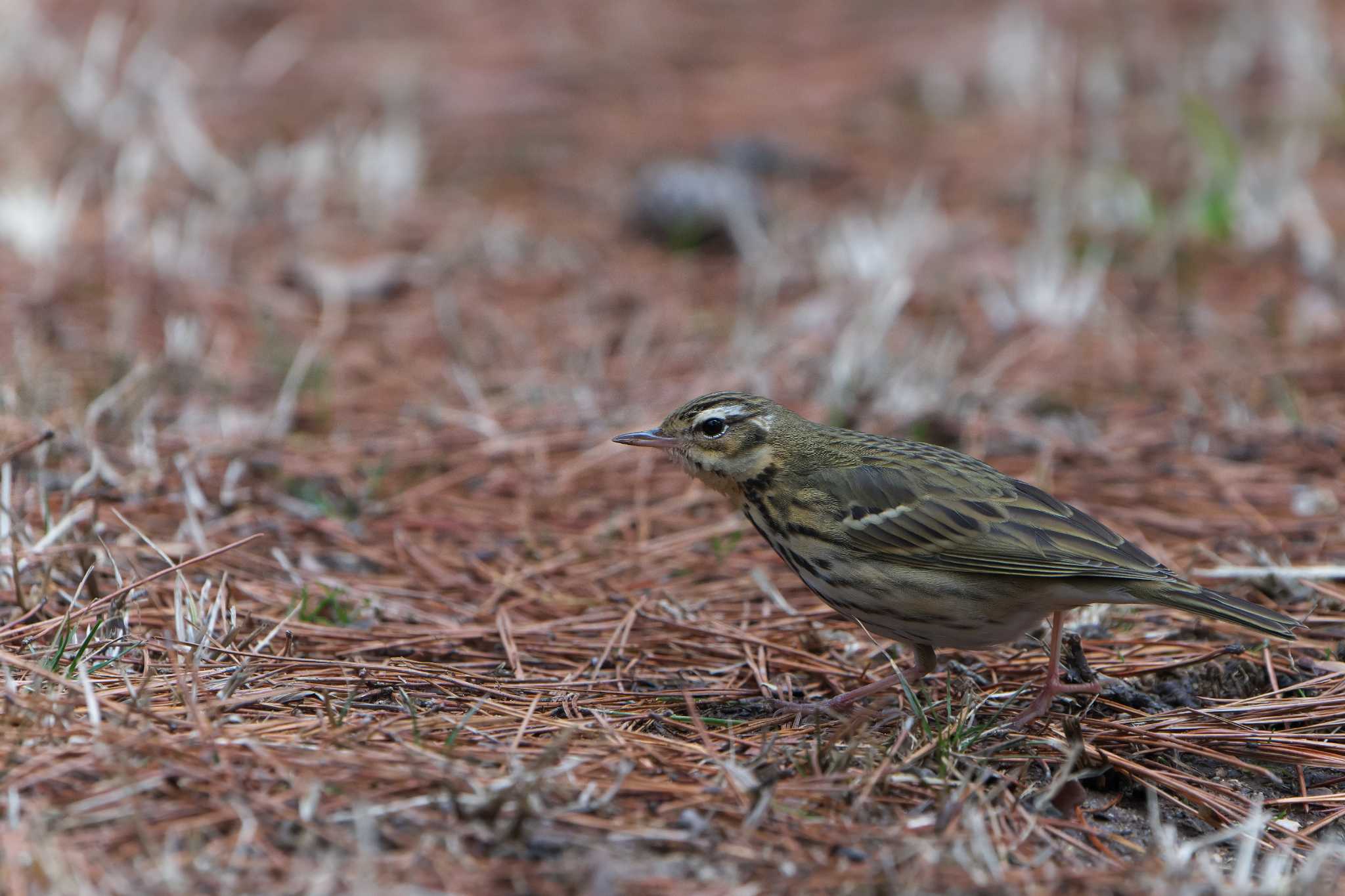 Olive-backed Pipit