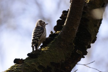 コゲラ 秋ヶ瀬公園 2023年3月4日(土)