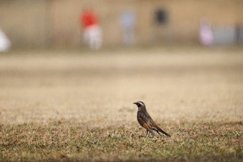 ツグミ 秋ヶ瀬公園 2023年3月4日(土)