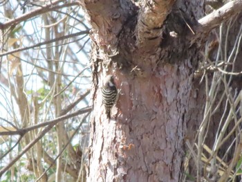 Japanese Pygmy Woodpecker 伊勢崎市みらい公園 Sat, 3/4/2023