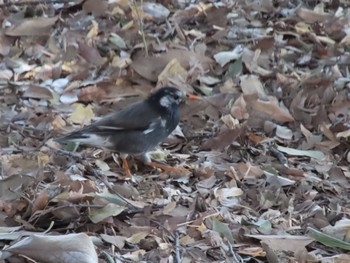 White-cheeked Starling 伊勢崎市みらい公園 Sat, 3/4/2023