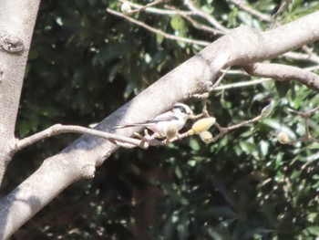 Long-tailed Tit 伊勢崎市みらい公園 Sat, 3/4/2023