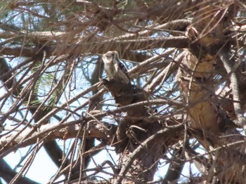 Japanese Pygmy Woodpecker 伊勢崎市みらい公園 Sat, 3/4/2023