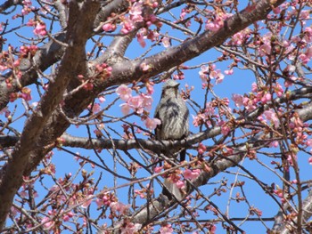 Brown-eared Bulbul 伊勢崎市みらい公園 Sat, 3/4/2023