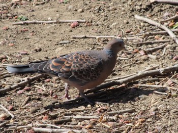 Oriental Turtle Dove 伊勢崎市みらい公園 Sat, 3/4/2023