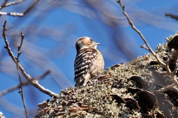 Japanese Pygmy Woodpecker 千葉市泉自然公園 Sat, 3/4/2023