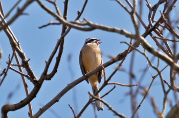 ホオジロ 千葉市泉自然公園 2023年3月4日(土)