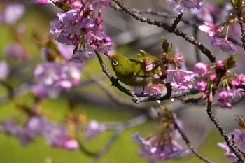 未同定 場所が不明 2023年3月3日(金)