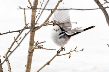 Long-tailed tit(japonicus) Tomakomai Experimental Forest Sat, 3/4/2023