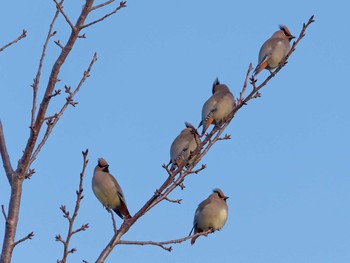 2023年3月4日(土) 横浜市立金沢自然公園の野鳥観察記録