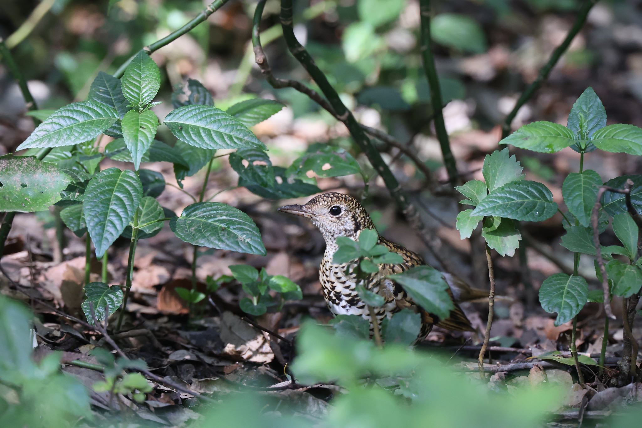 東高根森林公園 トラツグミの写真