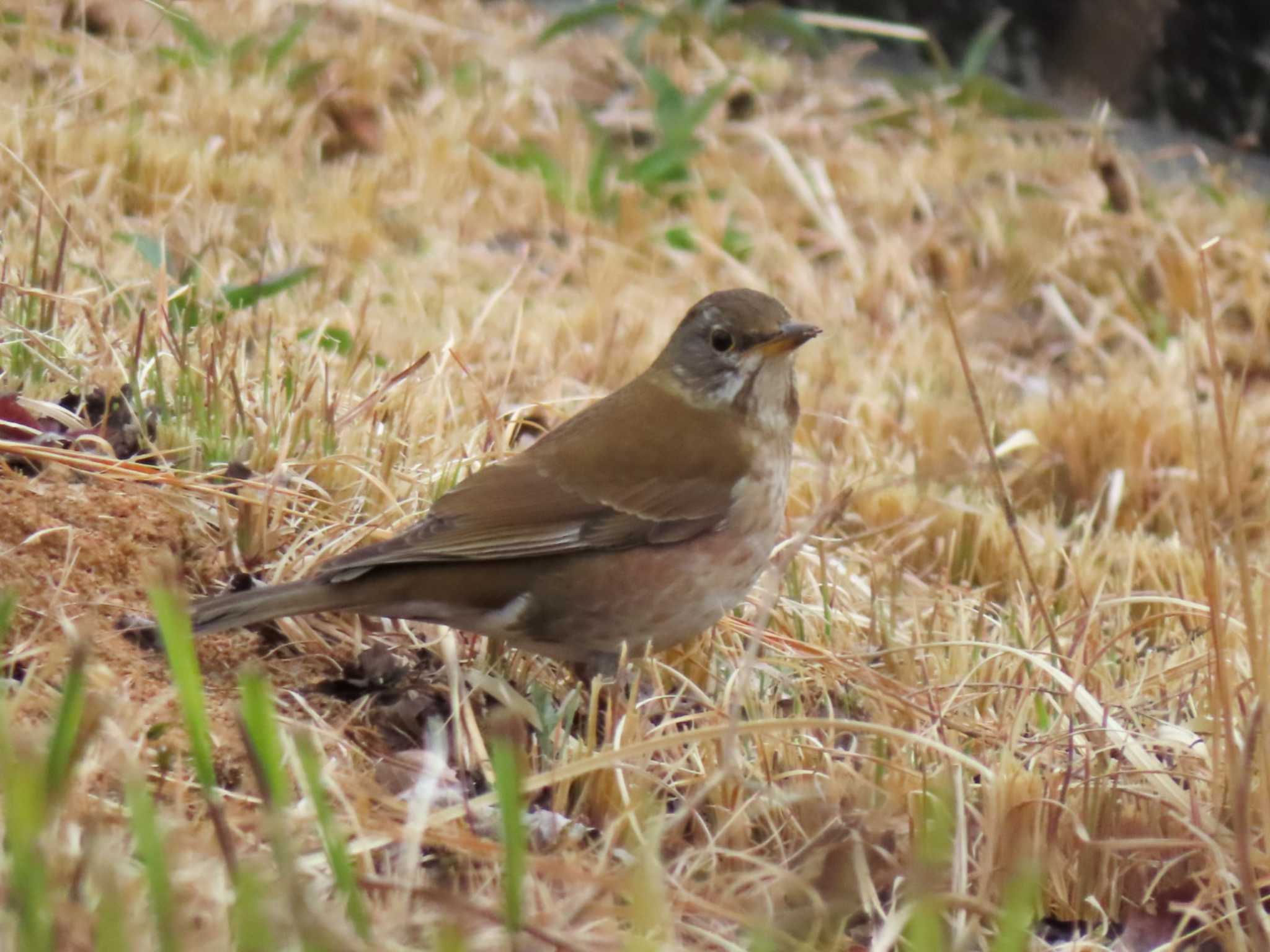 Photo of Pale Thrush at 三重県営大仏山公園 by aquilla