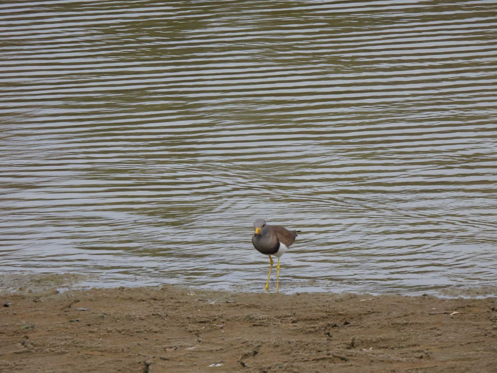 ケリ　背景がお気に入り