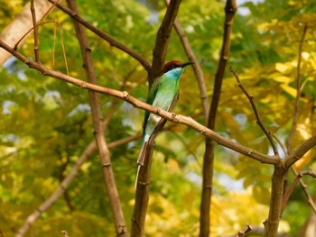 ルリノドハチクイ シンガポール植物園 2023年2月22日(水)