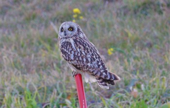 2023年2月28日(火) 江戸川河川敷(三郷市)の野鳥観察記録