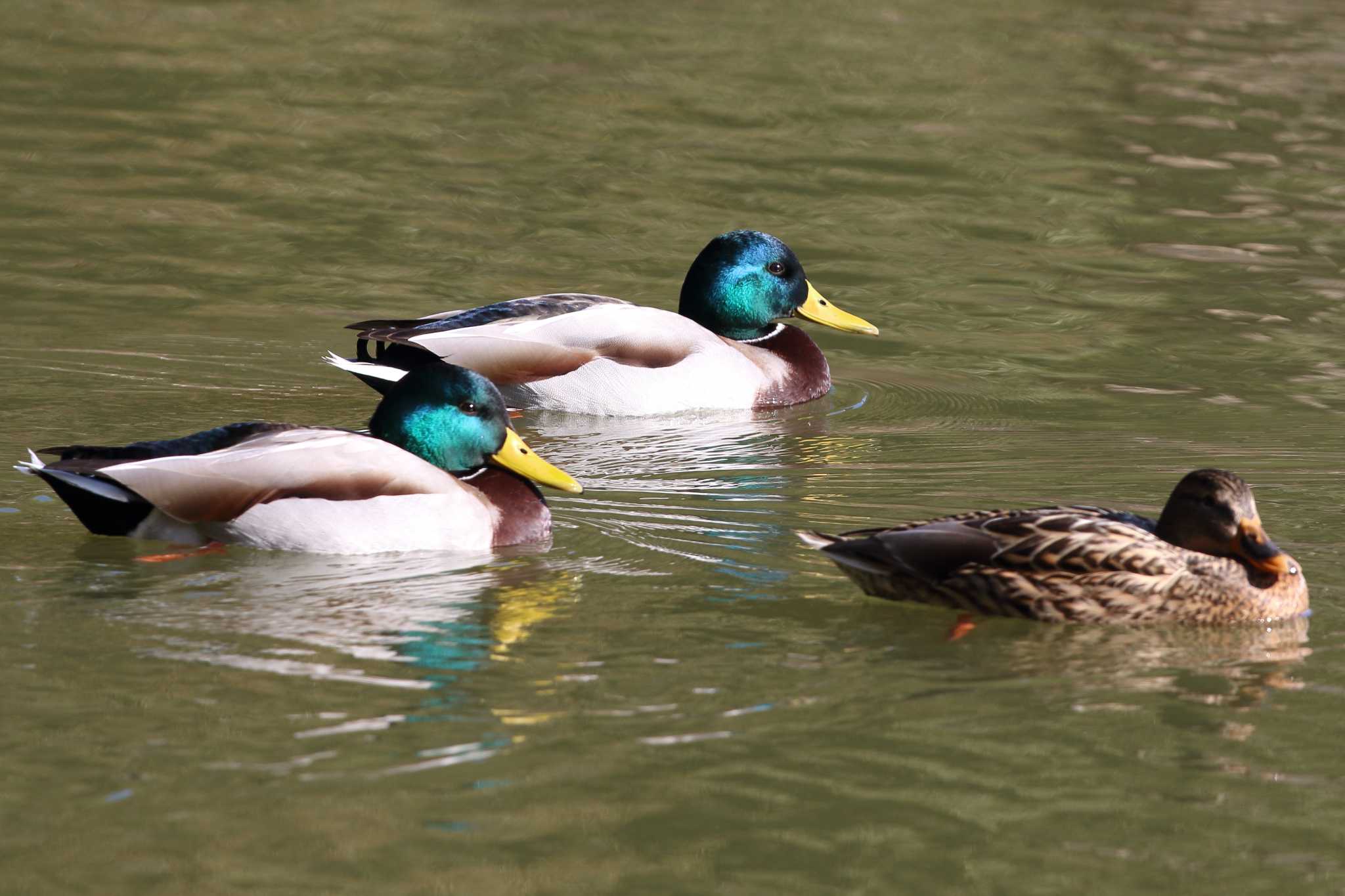 明石公園のマガモ