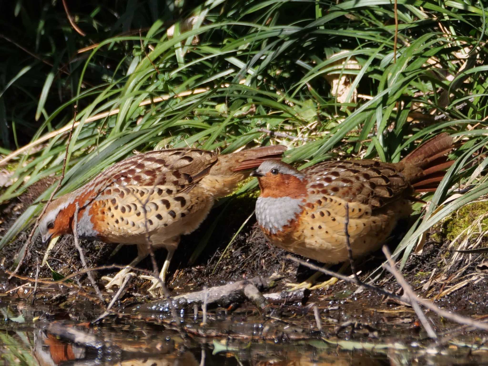 熊谷 コジュケイの写真 by little birds