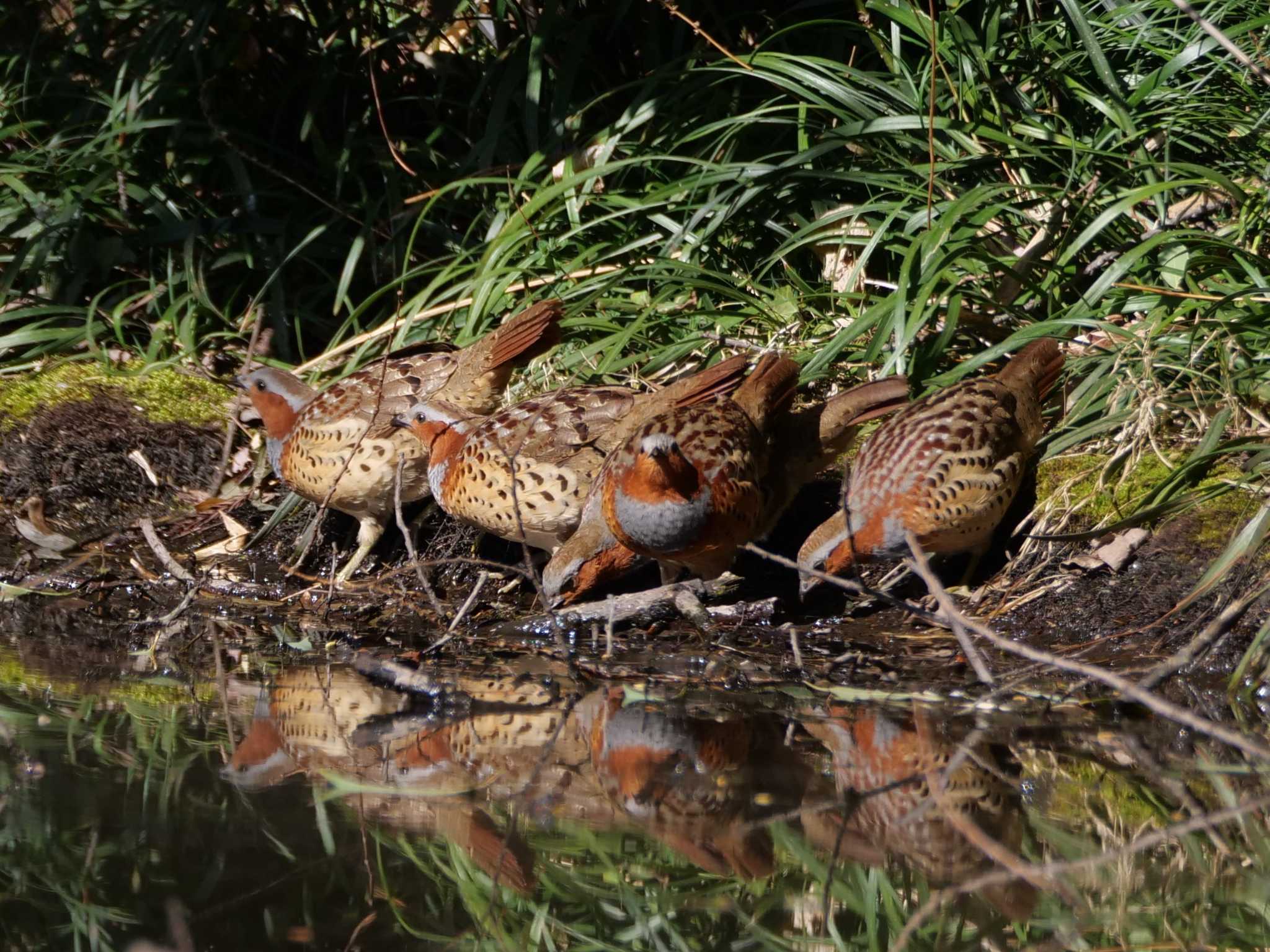 熊谷 コジュケイの写真 by little birds