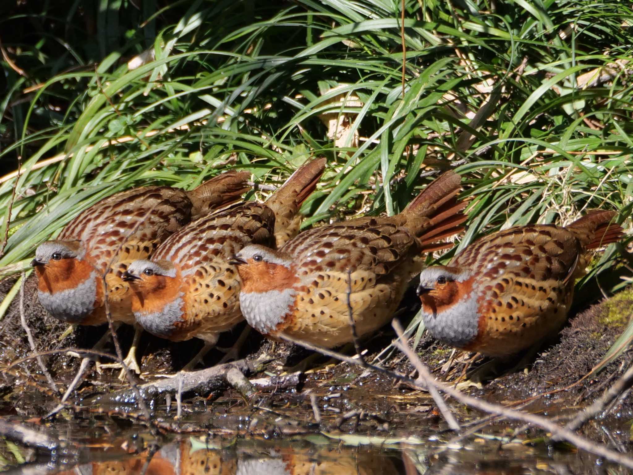 コジュケイ3態。幸せ家族、4、5、2・・。 by little birds