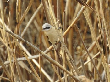 Sat, 3/4/2023 Birding report at 三重県桑名市