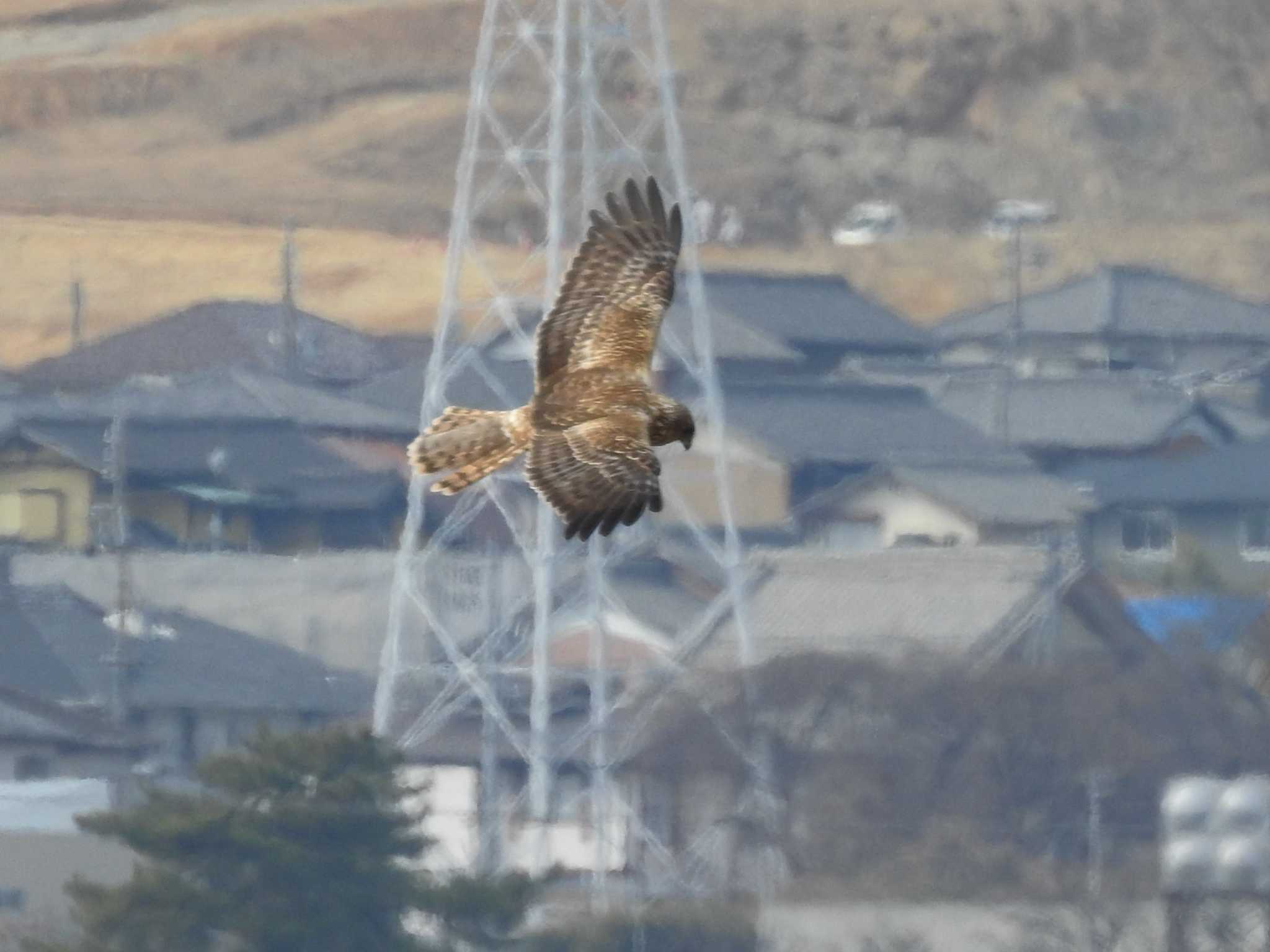 チュウヒ