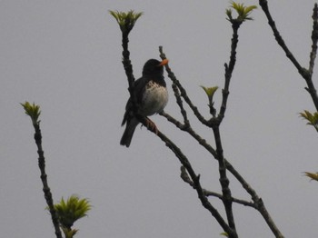 Japanese Thrush ひるがの高原(蛭ヶ野高原) Sun, 5/23/2021