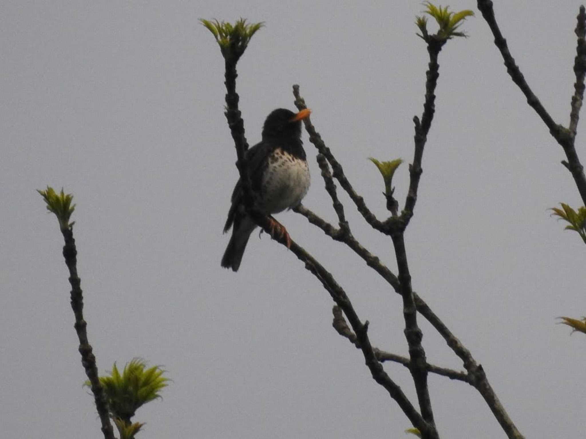 Japanese Thrush