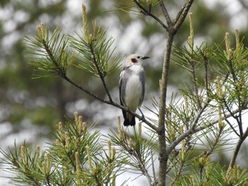 Chestnut-cheeked Starling ひるがの高原(蛭ヶ野高原) Sun, 5/23/2021