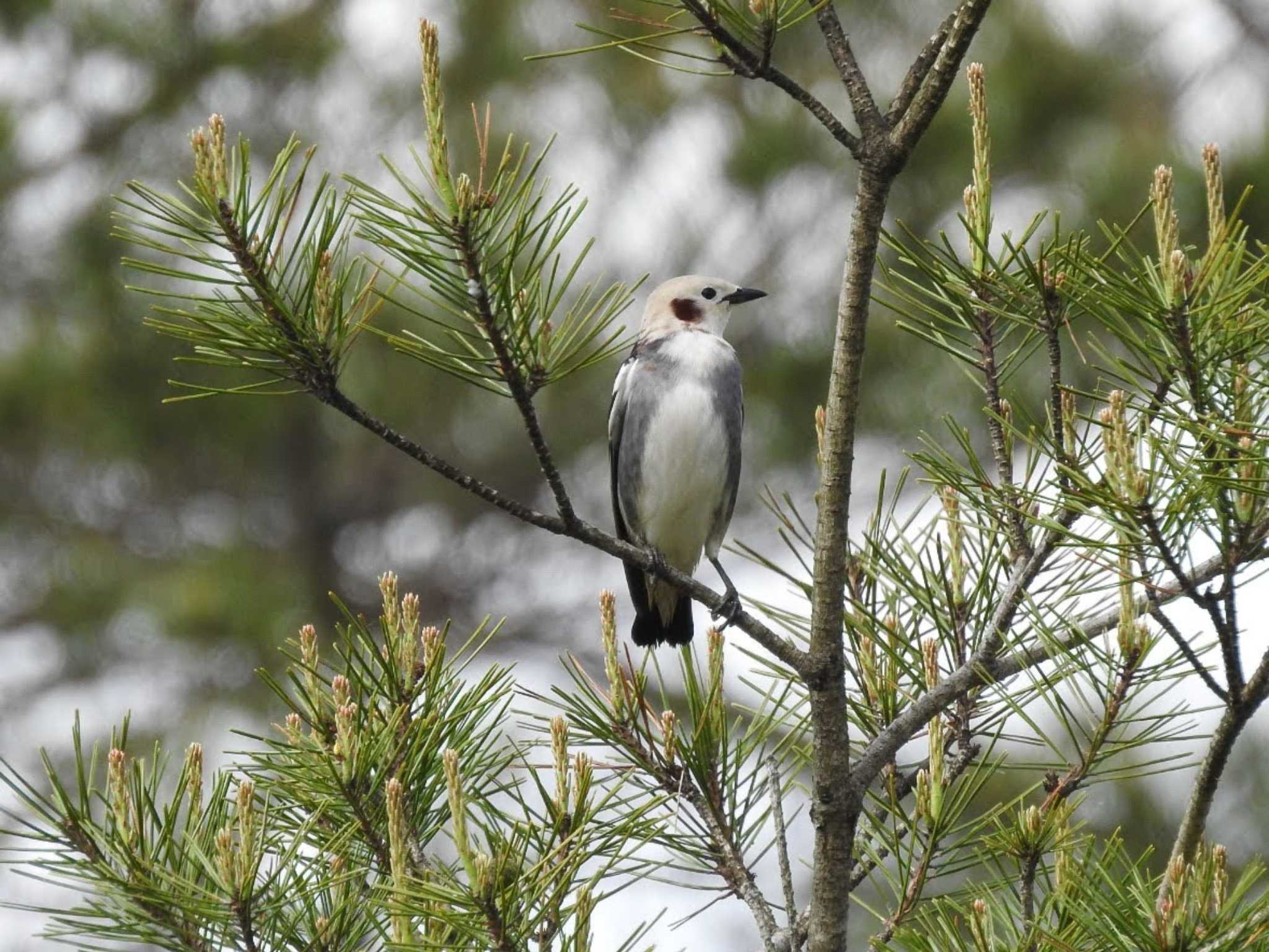 Chestnut-cheeked Starling