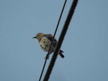 Chestnut-cheeked Starling ひるがの高原(蛭ヶ野高原) Sun, 5/23/2021